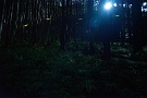 007 満月の夜、月光を浴びる神秘的な森に遊ぶヒメボタルです。Sony α7Ⅱ Canon FD24mmF2.8