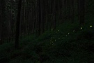 03 やがて森は静寂と漆黒の闇に包まれるのでしょう。Canon EOS 5D Mark IV　SIGMA 24-60mm F2.8 EX DG