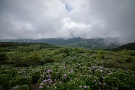 01 梅雨空が続きますが気がつくと今年も半分が過ぎ、明日からは7月です。早いものです(^^;) そして美の山公園の紫陽花が見頃となってきました。Canon EOS 5D Mark IV　SIGMA 12-24mm F4.5-5.6 II DG HSM