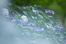 05 紫陽花もまだまだ盛りです。Canon EOS 5D Mark IV　Canon EF300mmF4