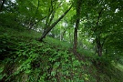 06 森は一層深い緑に包まれる梅雨明け前です。Canon EOS 5D Mark IV　SIGMA 12-24mm F4.5-5.6 II DG HSM