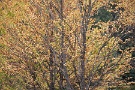 02 桂の木も黄葉しています。Panasonic LUMIX GX7　Panasonic G VARIO HD 14-140mm