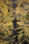 03 朝の冷え込みが弱く緑の木もあれば、早くも葉を落とした木もありといった状況です。Canon EOS 5D Mark IV　Canon EF300mmF4