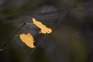 06 最後に残った木の葉が秋風に揺れます。Canon EOS 5D Mark IV　Canon EF300mmF4