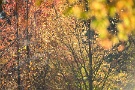 01 秩父ミューズパークの銀杏並木の黄葉や色付きの早い木は見頃となりました。Canon EOS 5D Mark IV　Canon EF300mmF4
