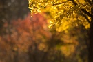 02 まさに秋色。厳しい冬を前に一際輝きます。Canon EOS 5D Mark IV　Canon EF300mmF4