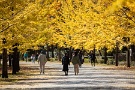 01 10日の日曜日、秩父ミューズパークは銀杏並木の黄葉を楽しむ人で賑わいました。Canon EOS 5D Mark IV　Canon EF300mmF4