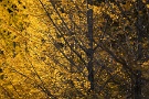 06 夕刻、だいぶ葉を落としたイチョウが黄色く輝きます。Canon EOS 5D Mark IV　Canon EF300mmF4