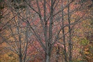 02 すっかり葉を落とした木も増えてきました。Canon EOS 5D Mark IV　Canon EF300mmF4