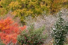 05 紅葉と冬桜と山茶花、初冬を彩ります。Panasonic LUMIX GX7　Panasonic G VARIO HD 14-140mm  11月28日撮影