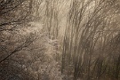 03 付近の森も霧を纏い、幻想的に輝きます。Canon EOS 5D Mark IV　Canon EF70〜200mmF4