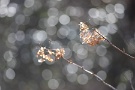 05 枯れた紫陽花も冬の光が蘇らせます。Canon EOS 5D Mark IV　Canon EF300mmF4