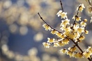 02 蝋梅が正に盛り。春の香りが漂います。Canon EOS 5D Mark IV　Canon EF300mmF4