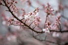 06 早くも咲き始めた山桜にも雪が降ります。Canon EOS 5D Mark IV　Canon EF70〜200mmF4