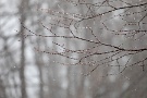 09 今にも芽吹きそうな木々の枝も寒そうです。Canon EOS 5D Mark IV　Canon EF300mmF4