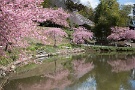 02 風はやや冷たいものの、札所25番・久昌寺では満開の河津桜が春を感じさせます。Canon EOS 5D Mark IV　Canon EF70〜200mmF4
