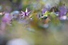 01 秩父市久那の自生地でカタクリの花が咲き始めました。Canon EOS 5D Mark IV　Canon EF300mmF4