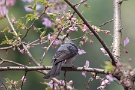 07 野鳥も春の陽気に喜んでいるようでした。ヒヨドリ… Canon EOS 5D Mark IV　Canon EF300mmF4