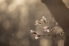 01 今日の秩父地方は最高気温が26.7℃と初夏のような陽気でした。そのため一気に種々の花々が咲き始めました。今日は夕日に輝く辛夷の花をお楽しみ下さい。Canon EOS 5D Mark IV　Canon EF300mmF4