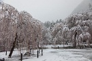 01 今日は思いがけず春の雪となりました。と言うことで、桜満開の清雲寺へ行ってみました。Canon EOS 5D Mark IV　Canon EF24〜105mmF4