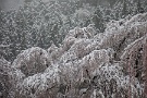 02 秩父地方の積雪は最大で６cm程でした。Canon EOS 5D Mark IV　Canon EF24〜105mmF4
