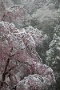 03 桜の頃に降る雪を俳句の季語で「桜隠し」と言います。Canon EOS 5D Mark IV　Canon EF24〜105mmF4