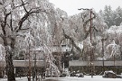 04 まさに桜を隠し、その上を雪化粧しています。Canon EOS 5D Mark IV　Canon EF24〜105mmF4