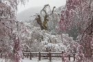 06 ちなみに清雲寺もこの雪の中、カメラマンが数人いる程度でした。Canon EOS 5D Mark IV　Canon EF24〜105mmF4