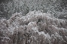 09 例年なら当然走っている時期なので、雪の中を疾駆するSLを撮影できたことでしょう。Canon EOS 5D Mark IV　Canon EF24〜105mmF4