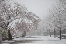 01 今日は昨日に引き続き桜隠しの雪のミューズパーク編です。雪舞う誰もいないミューズパーク、感染のリスクは皆無です(^_^;) Canon EOS 5D Mark IV　Canon EF24〜105mmF4