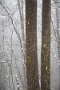 05 森では紅葉の名残も雪の中。Canon EOS 5D Mark IV　Canon EF24〜105mmF4