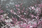 10 帰路、花桃を見つけたので撮影しました。花桃のピンクに雪も合いますね。Canon EOS 5D Mark IV　Canon EF70〜200mmF4