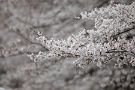 01 今日は今週撮影した桜をお楽しみ下さい。Canon EOS 5D Mark IV　Canon EF300mmF4