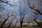 02 桜は満開ですが、やはり今年はどこへ行っても人は少なめです。Canon EOS 5D Mark IV　SIGMA 12-24mm F4.5-5.6 II DG HSM