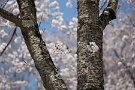 03 ちなみに秩父では、羊山公園は芝桜の丘は現在封鎖されていて入ることはできませんがそれ以外の桜などは楽しめます。Canon EOS 5D Mark IV　Canon EF70〜200mmF4