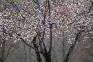 05 これでもかと言う感じのソメイヨシノと違って、山桜はどこか品があります。Canon EOS 5D Mark IV　Canon EF300mmF4