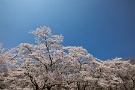 09 満開の桜には青空が似合います。Canon EOS 5D Mark IV　SIGMA 12-24mm F4.5-5.6 II DG HSM