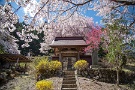 02 春には桜や花桃で包まれます。Canon EOS 5D Mark IV　Canon EF24〜105mmF4