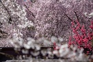 03 枝垂桜で有名な清雲寺から徒歩で30分ほどですが、訪れる人もあまりなくゆっくりと桜を楽しめます。Canon EOS 5D Mark IV　Canon EF70〜200mmF4