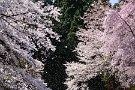 07 いろいろ思いを巡らしていると春風に桜の花が一斉に舞い上がりました。春もそろそろ終わりのようです。（撮影4/6）Canon EOS 5D Mark IV　Canon EF70〜200mmF4