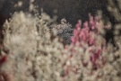 02 花桃越しに夕日に輝く桜も望めました。Canon EOS 5D Mark IV　Canon EF300mmF4