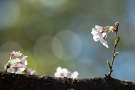 03 青空と新緑バックに語らう桜です。Canon EOS 5D Mark IV　Canon EF300mmF4