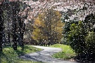 05 桜吹雪です。桜の季節もあっという間に過ぎ去りました。Canon EOS 5D Mark IV　Canon EF70〜200mmF4