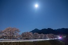 06 ピンクムーンと夜桜です。ちなみに4月のスパームーンはピンクムーンと呼ばれるそうです。Canon EOS 5D Mark IV　Canon EF24〜105mmF4
