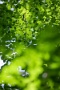 02 緑の森にはホトトギスの鳴き声が響きます。Canon EOS 5D Mark IV　Canon EF300mmF4