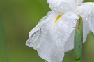 04 白い花菖蒲にモンシロチョウが雨宿りしていました。保護色ですね^^; EOS 5D Mark II　EF300mm
