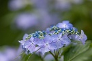 02 雨に濡れる額紫陽花、紫陽花の中では一番好きな花です。Canon EOS 5D Mark IV　Canon EF300mmF4