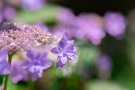 03 名前はわかりませんが、園芸種の額紫陽花も最近大きくなってきました。Sony α7Ⅱ Tokina AT-X 90mm F２.5マクロ