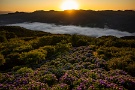 01 この季節、美の山公園の紫陽花園では運がいいと雲海と紫陽花の共演が楽しめます。Canon EOS 5D Mark IV　SIGMA 12-24mm F4.5-5.6 II DG HSM
