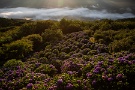 02 朝4時半過ぎ、満開の紫陽花が朝日に照らされます。Canon EOS 5D Mark IV　Canon EF24〜105mmF4